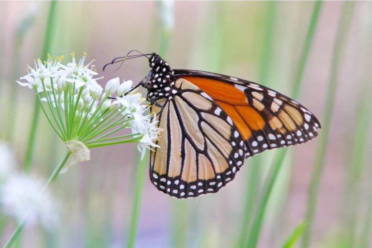Gardener Says Her Neighbor Called Animal Control on the Butterflies Her Wildflower Garden Was Attracting, She Said They Were Becoming a Nuisance
