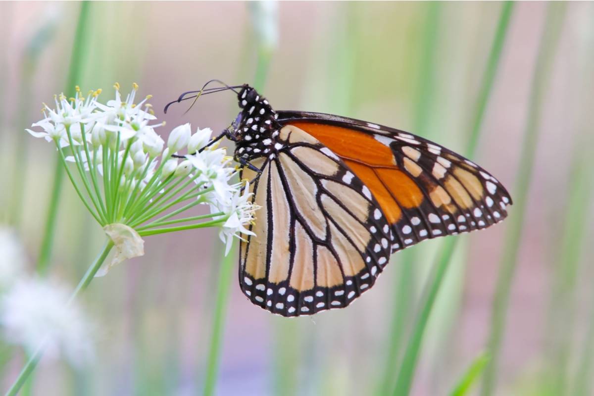 Gardener Says Her Neighbor Called Animal Control on the Butterflies Her Wildflower Garden Was Attracting, She Said They Were Becoming a Nuisance