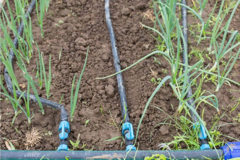 Gardener Says Her Neighbor Has Been Quietly Diverting Her Drip Irrigation Line to Water His Own Lawn for Months
