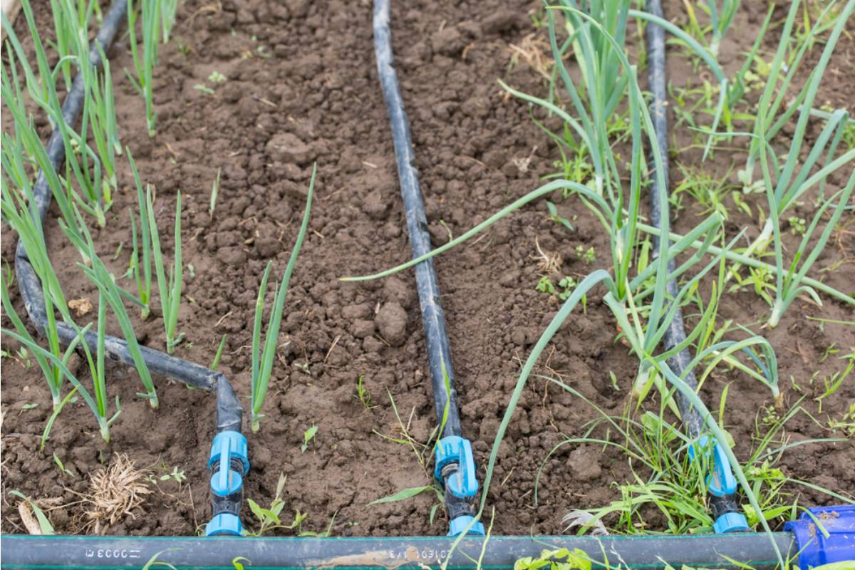 Gardener Says Her Neighbor Has Been Quietly Diverting Her Drip Irrigation Line to Water His Own Lawn for Months
