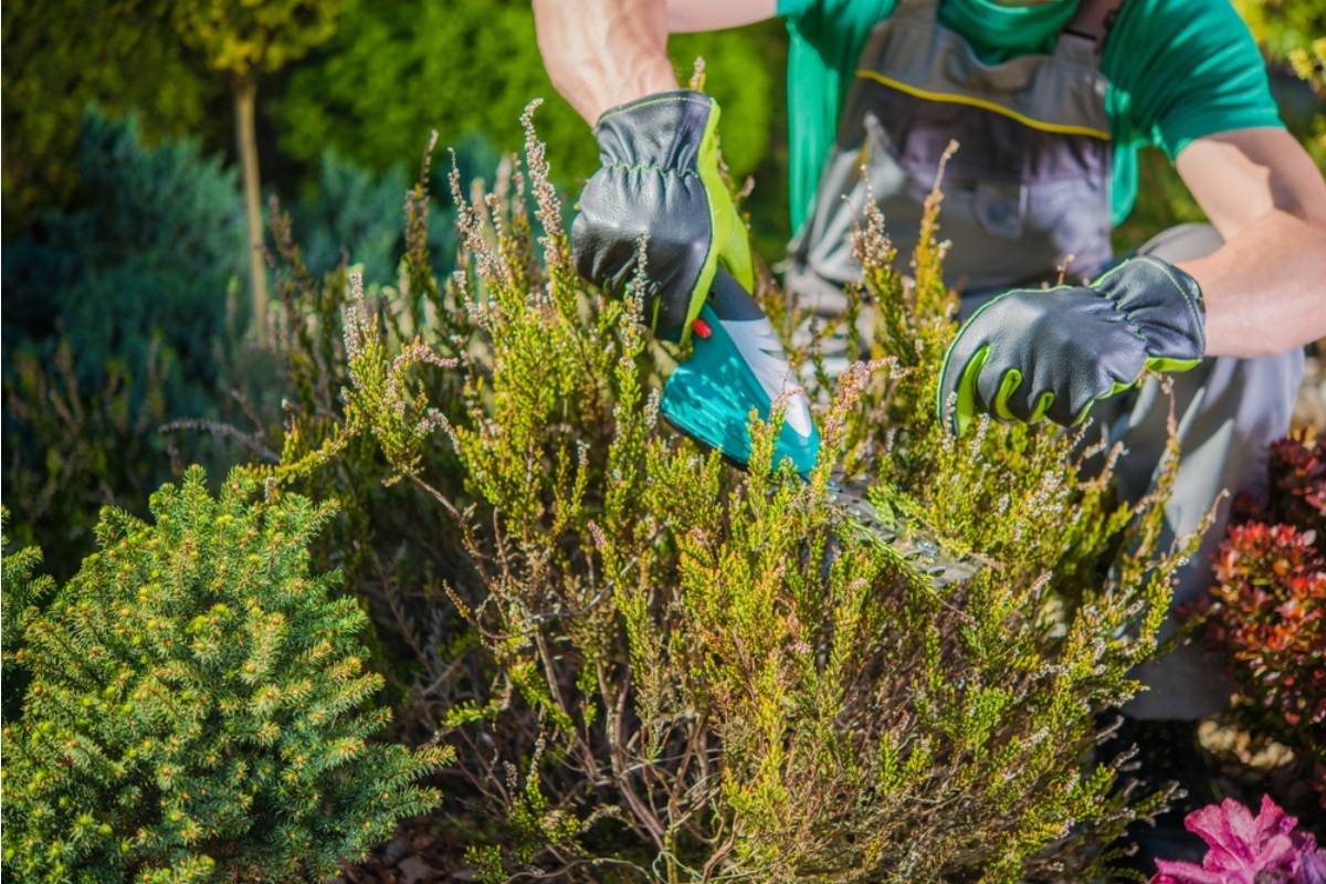 Gardener Says Her Neighbor Offered to Help Trim Her Overgrown Beds While She Was on Vacation, Now Half Her Perennials Are Gone and She's Devastated