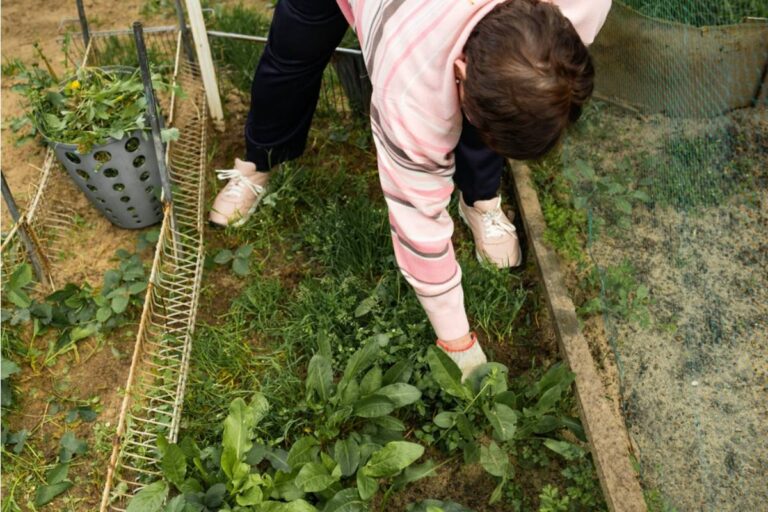 Gardener Says Her Neighbor Pulled Up What She Thought Were Weeds Along the Fence Line, But They Were Actually Rare Heritage Varieties She Had Been Growing for Four Years
