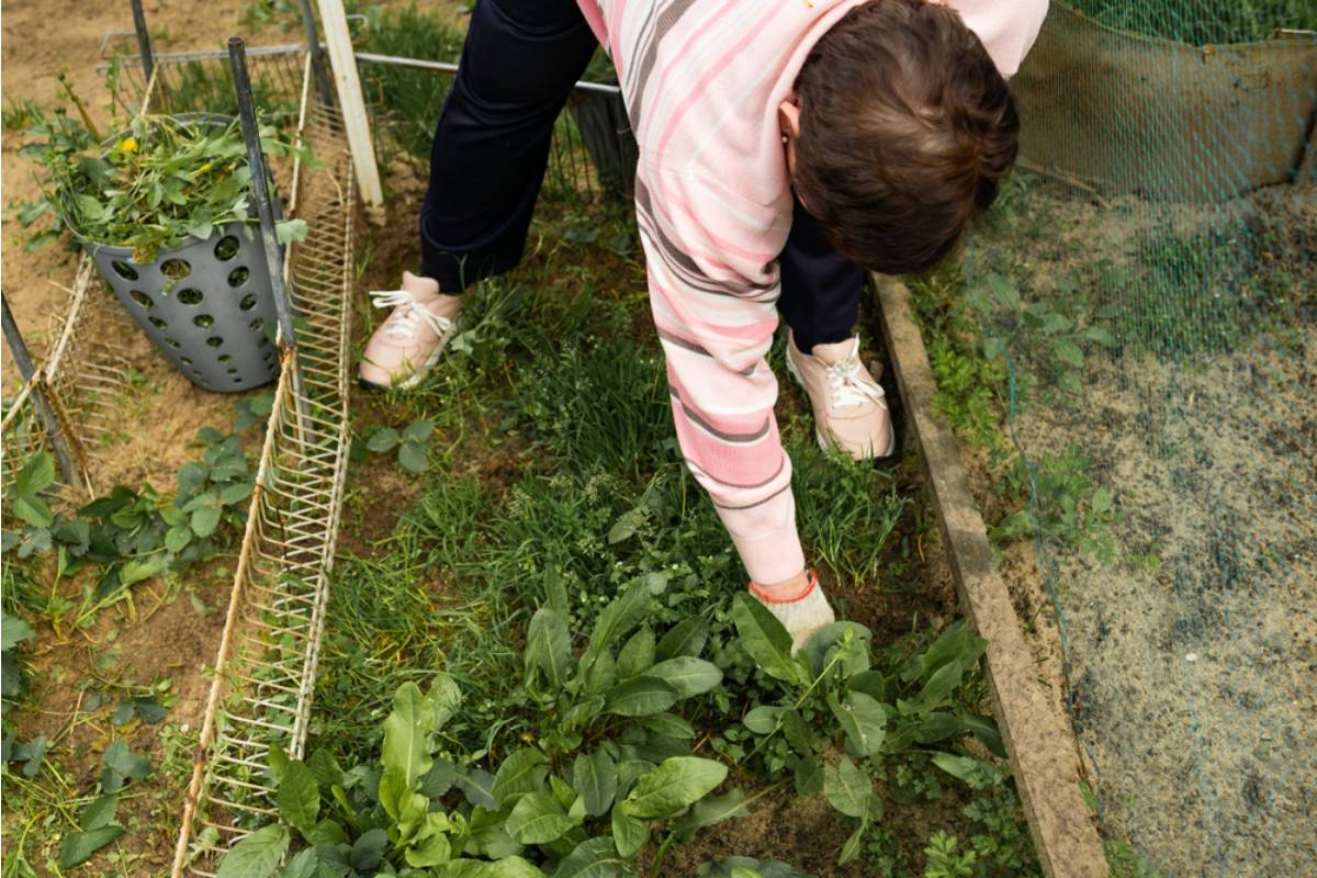 Gardener Says Her Neighbor Pulled Up What She Thought Were Weeds Along the Fence Line, But They Were Actually Rare Heritage Varieties She Had Been Growing for Four Years