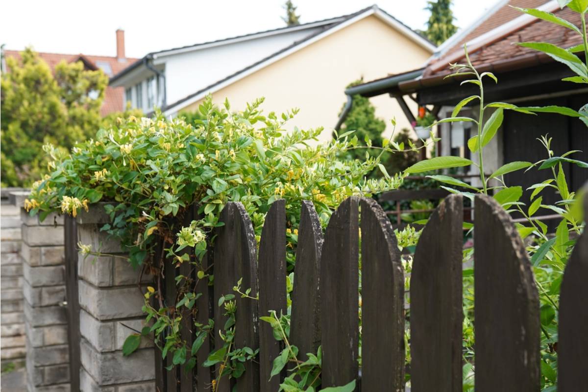 Gardener Says Her Neighbor Started Measuring Fence-Line Plants After a Disagreement, Now Every New Leaf Feels Like Evidence