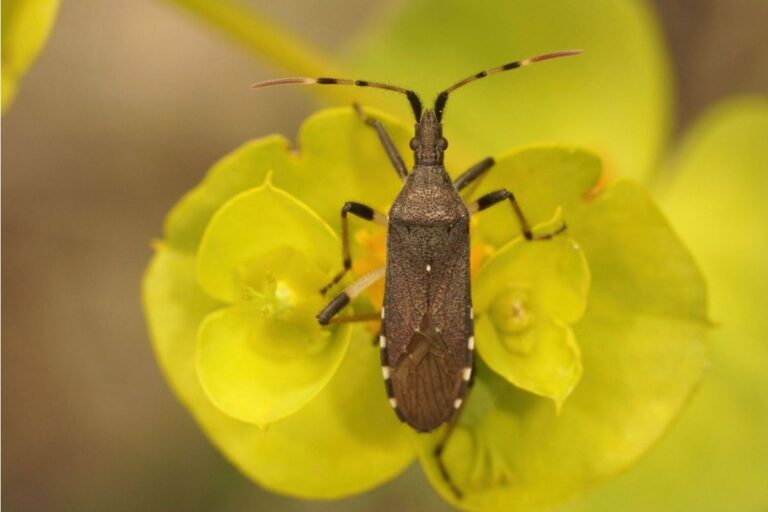 Gardener Says Her “No-Pesticide” Rule Attracted So Many Insects That Neighbors Are Demanding She Change Her Entire Setup