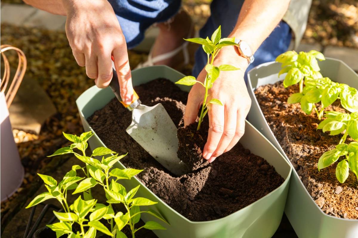 Gardener Says She Accidentally Grew the Wrong Plant for Six Months, And the Surprise Harvest Has People Sharing Similar Stories