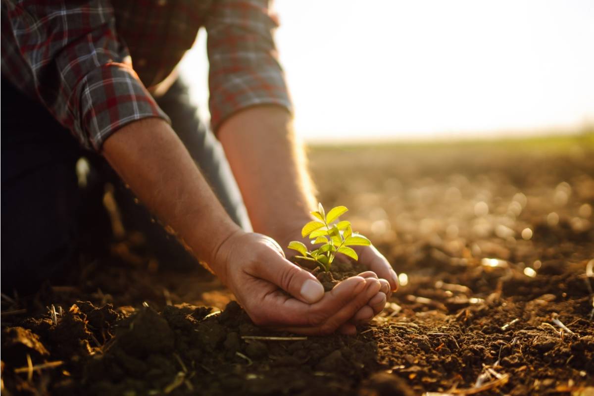 Gardener Says She Caught Her Neighbor Replacing Her Healthy Seedlings With Wilted Ones From His Own Yard, Now She Wants to Know How Long This Has Been Happening