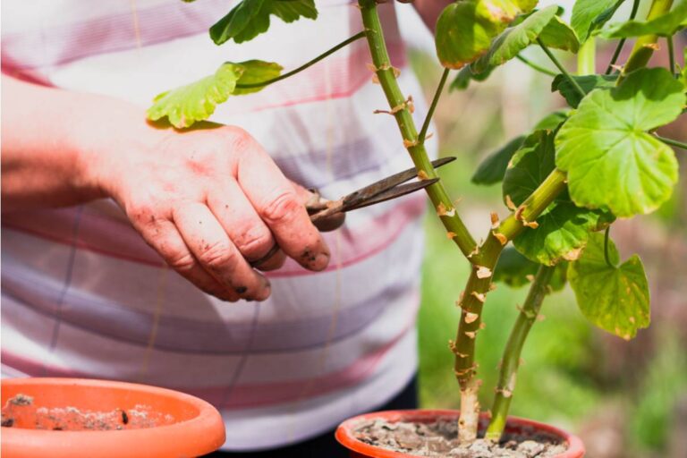 Gardener Says She Caught Her Neighbor on Camera Taking Cuttings From Her Rare Plant Collection at Night, Now the Footage Is Up and the Neighborhood Has Picked a Side