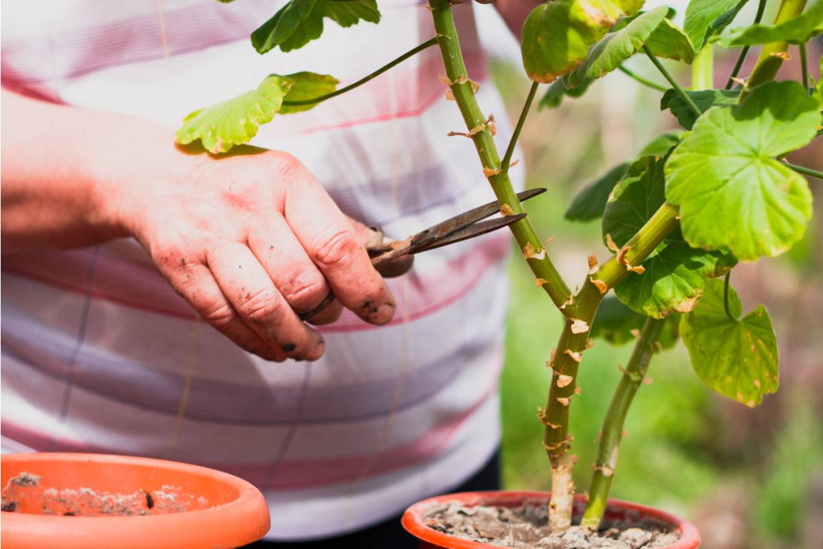 Gardener Says She Caught Her Neighbor on Camera Taking Cuttings From Her Rare Plant Collection at Night, Now the Footage Is Up and the Neighborhood Has Picked a Side