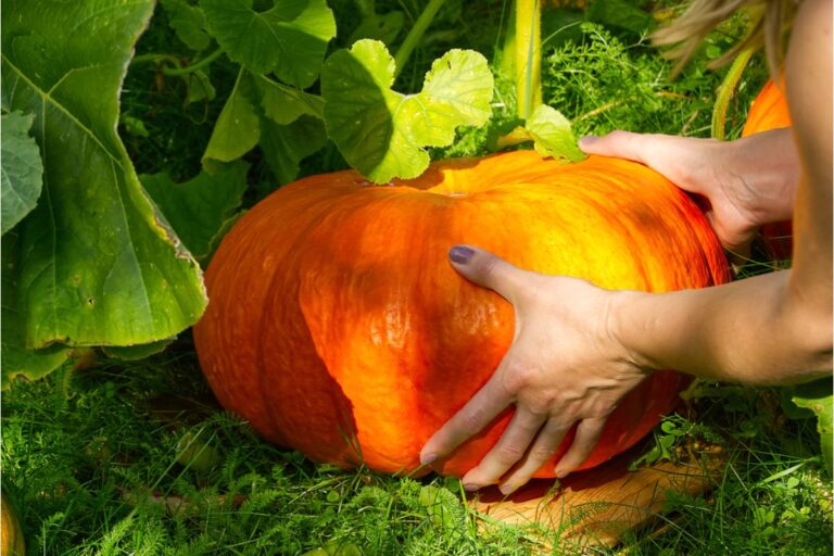 Gardener Says She Caught Someone Weighing Her Pumpkins While She Was Away, Now the Neighborhood Competition Is Getting Personal
