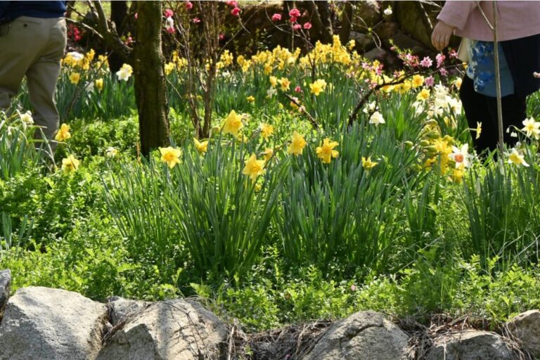 Gardener Says She Caught a Neighbor Digging Up Her Daffodil Bulbs in the Off-Season to Replant in Their Own Yard