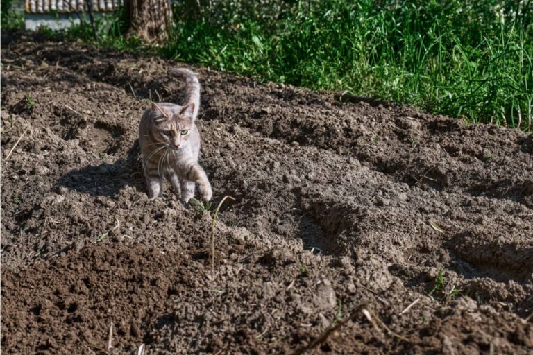 Gardener Says She Caught a Neighbor's Cat Sitter Letting the Cat Roam Loose in Her Vegetable Beds Every Afternoon