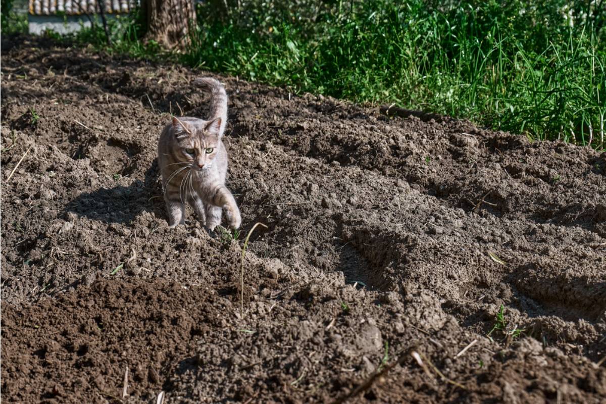 Gardener Says She Caught a Neighbor's Cat Sitter Letting the Cat Roam Loose in Her Vegetable Beds Every Afternoon