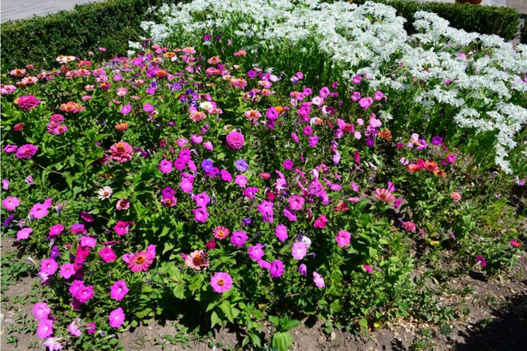 Gardener Says She Caught a Neighbor's Cleaning Service Dumping Mop Water Into Her Flower Beds, Now She Wants Answers and the Company Won't Return Her Calls