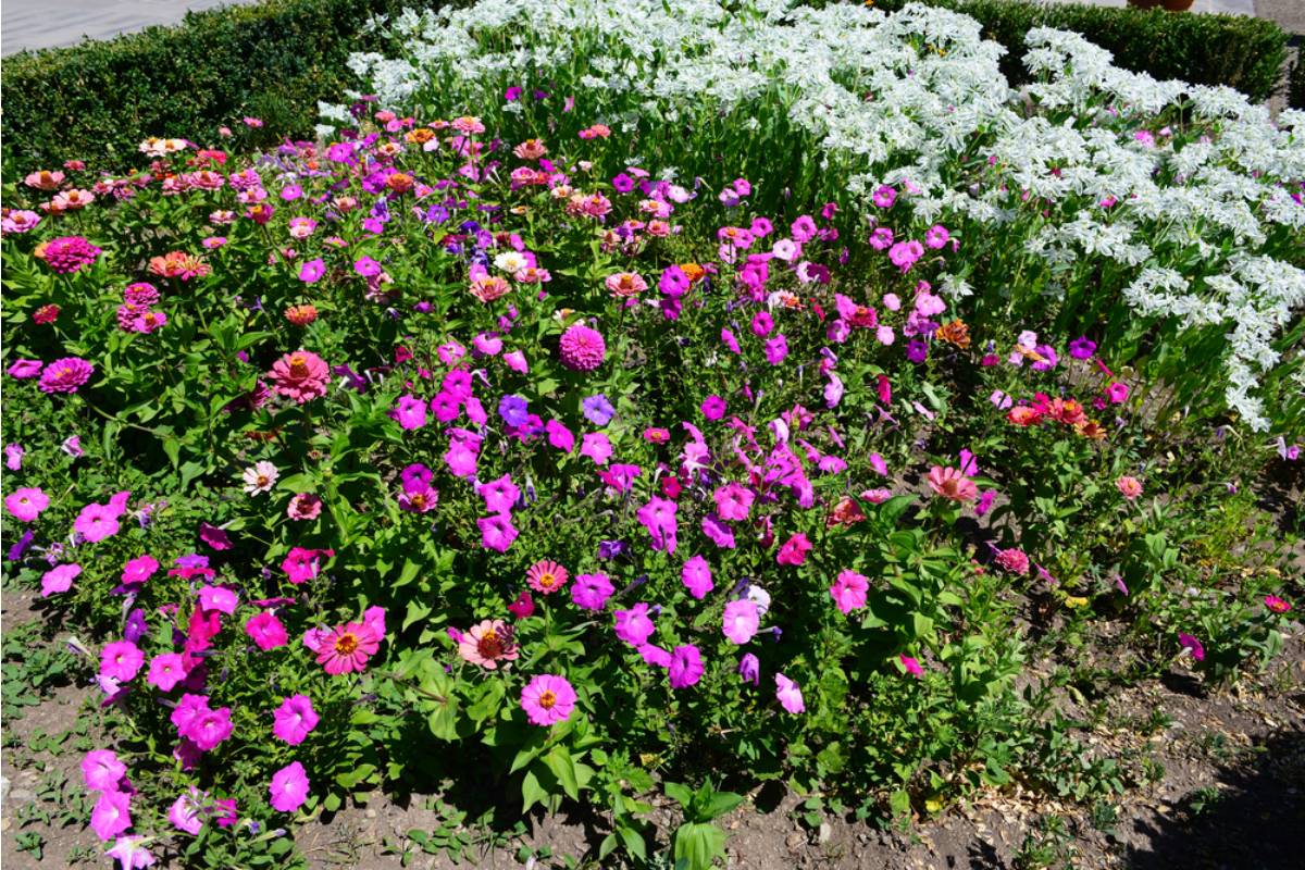 Gardener Says She Caught a Neighbor's Cleaning Service Dumping Mop Water Into Her Flower Beds, Now She Wants Answers and the Company Won't Return Her Calls