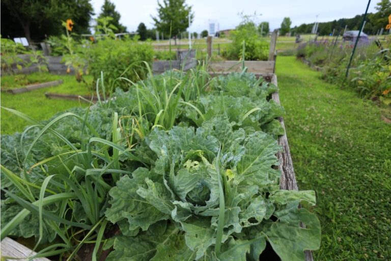 Gardener Says She Finally Got Her Community Garden Plot After a Three-Year Waitlist, Then Discovered Someone Has Been Secretly Using It All Along