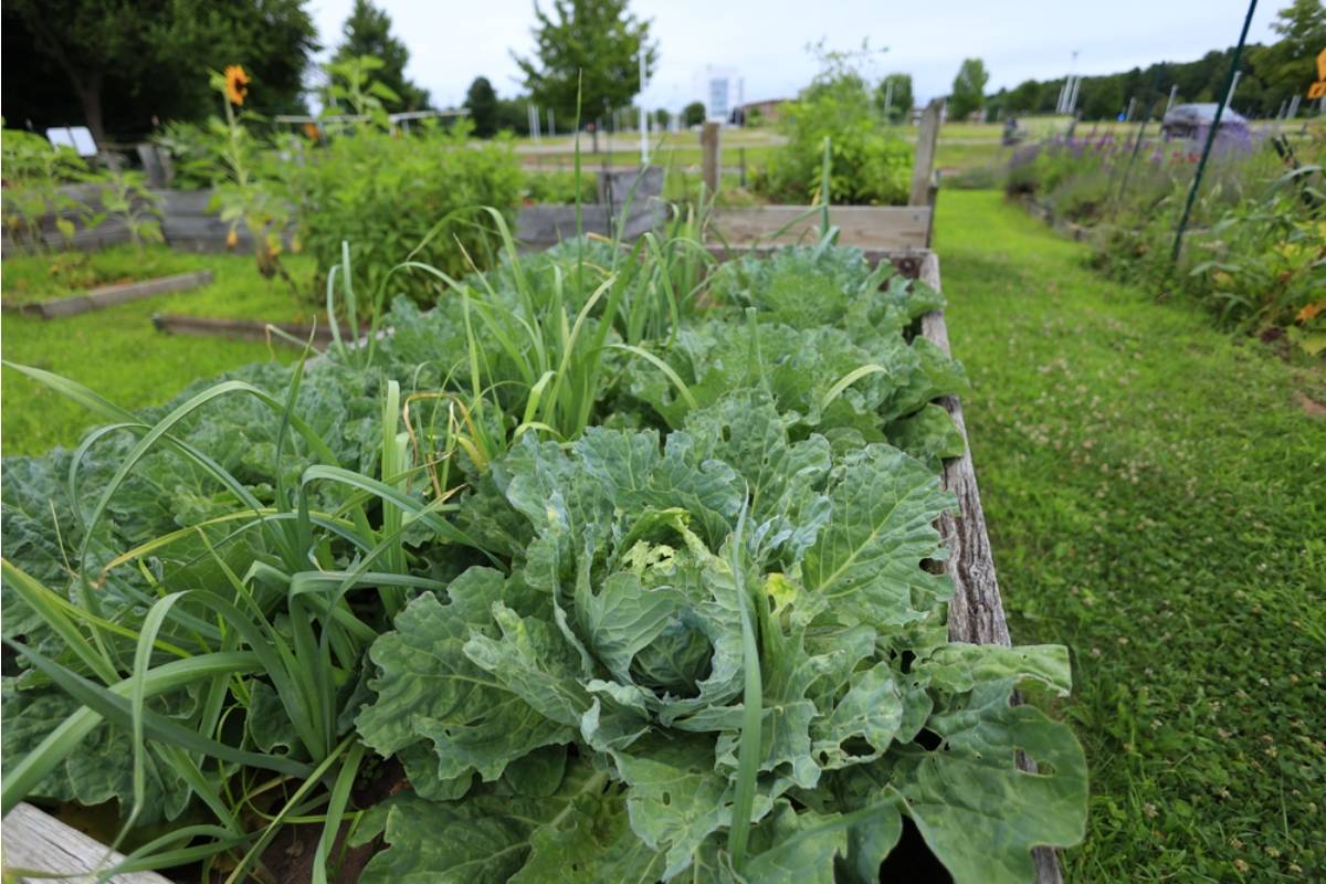 Gardener Says She Finally Got Her Community Garden Plot After a Three-Year Waitlist, Then Discovered Someone Has Been Secretly Using It All Along