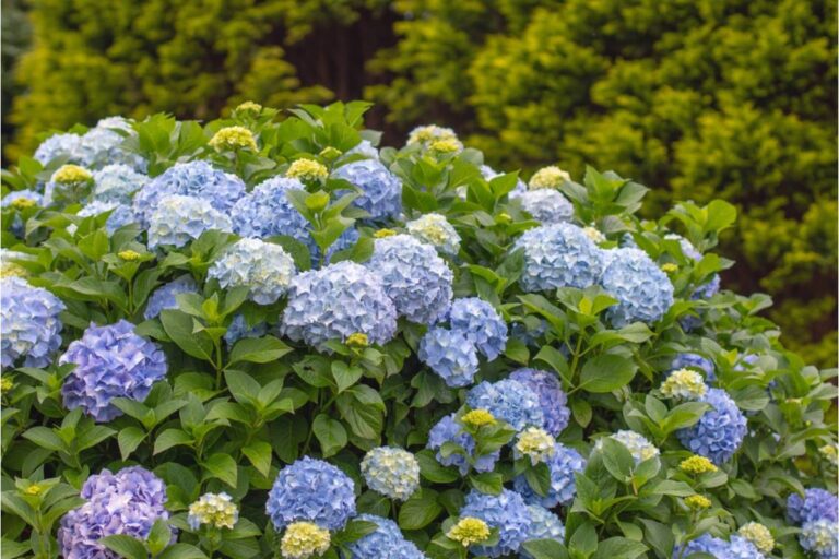 Gardener Says She Finally Got Her Hydrangeas to Turn the Exact Blue She Wanted After Years of Soil Adjustments, Then a Late Frost Wiped Them Out Overnight