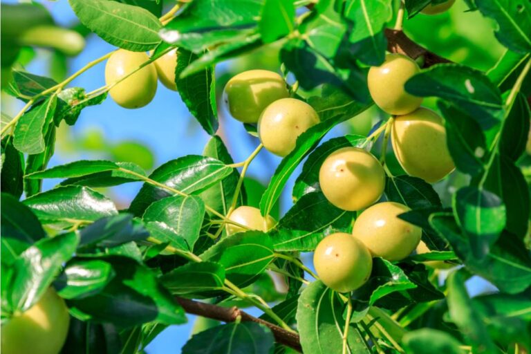 Gardener Says She Finally Got Her Orchard Trees to Bear Fruit After Five Years, Then a Neighbor's Crew Trimming Power Lines Cut Through Half the Branches