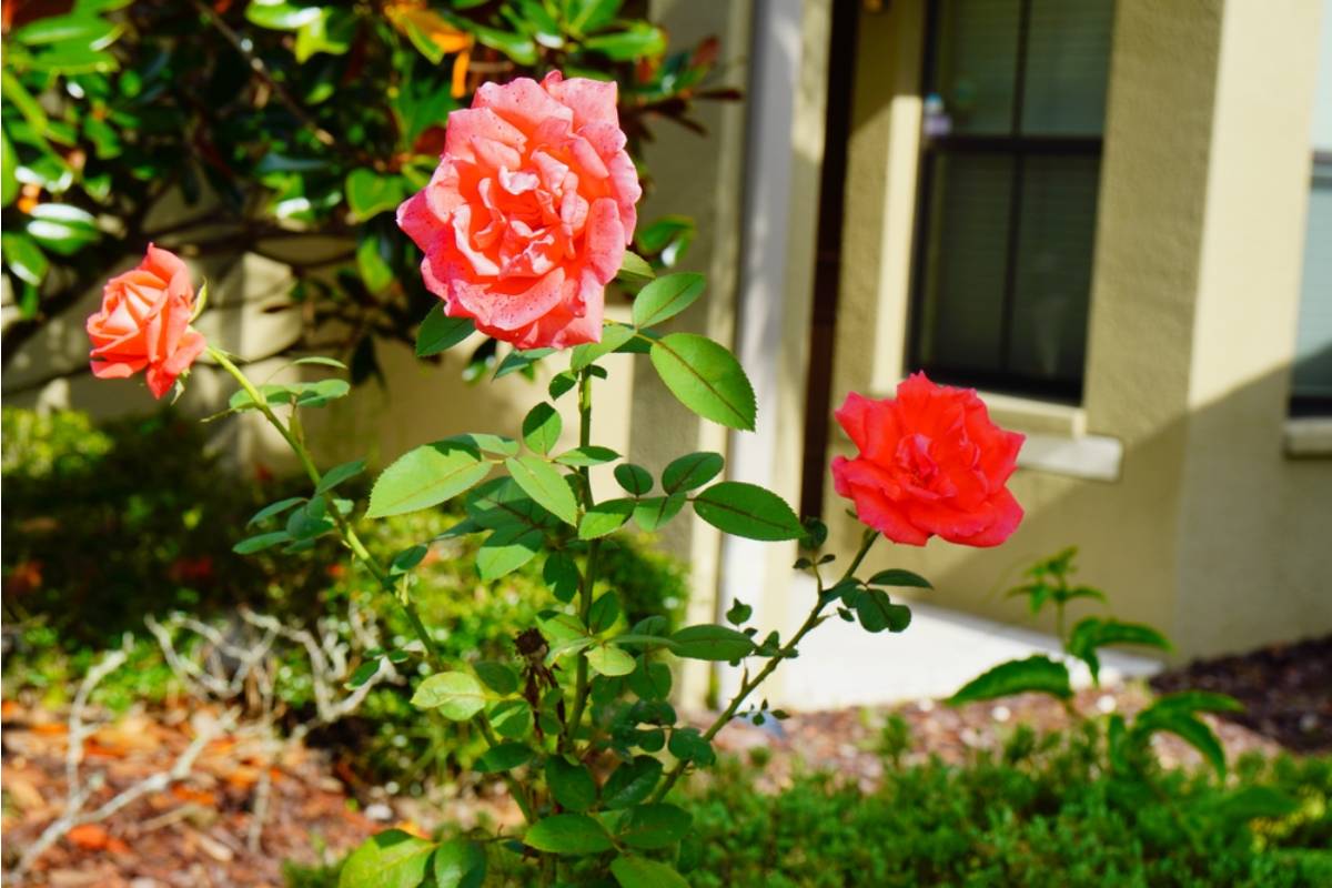Gardener Says She Finally Got Her Roses to Bloom After Years of Trying, Then Her Neighbor's New Dog Dug Up Every Single One Within a Week