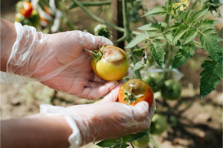 Gardener Says She Finally Got Her Tomatoes to Survive an Entire Season Without Blight, Then Her Neighbor's Diseased Plants Spread It Right Before Harvest