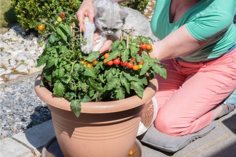 Gardener Says She Hid Her Best Tomatoes Behind Other Plants, Now Neighbors Are Accusing Her of Being “Secretive”