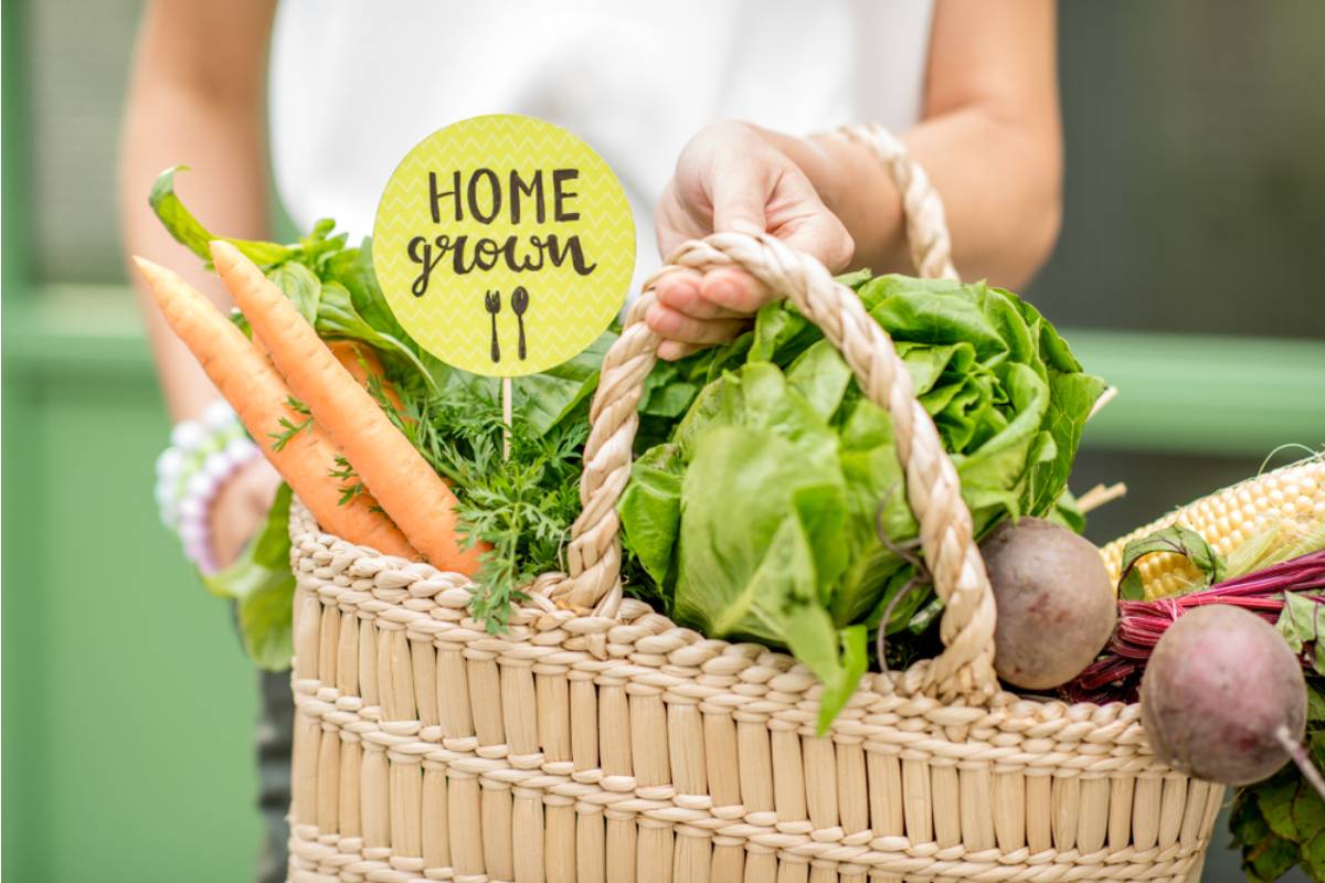 Gardener Says She Left a Basket of Free Vegetables Outside Once, Now People Get Upset When It Isn’t Refilled