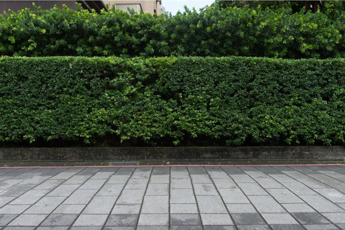 Gardener Says She Planted a Privacy Hedge Along the Property Line Years Ago, Now Her Neighbor Wants Her to Cut It Down Because It's Blocking Their Solar Panels