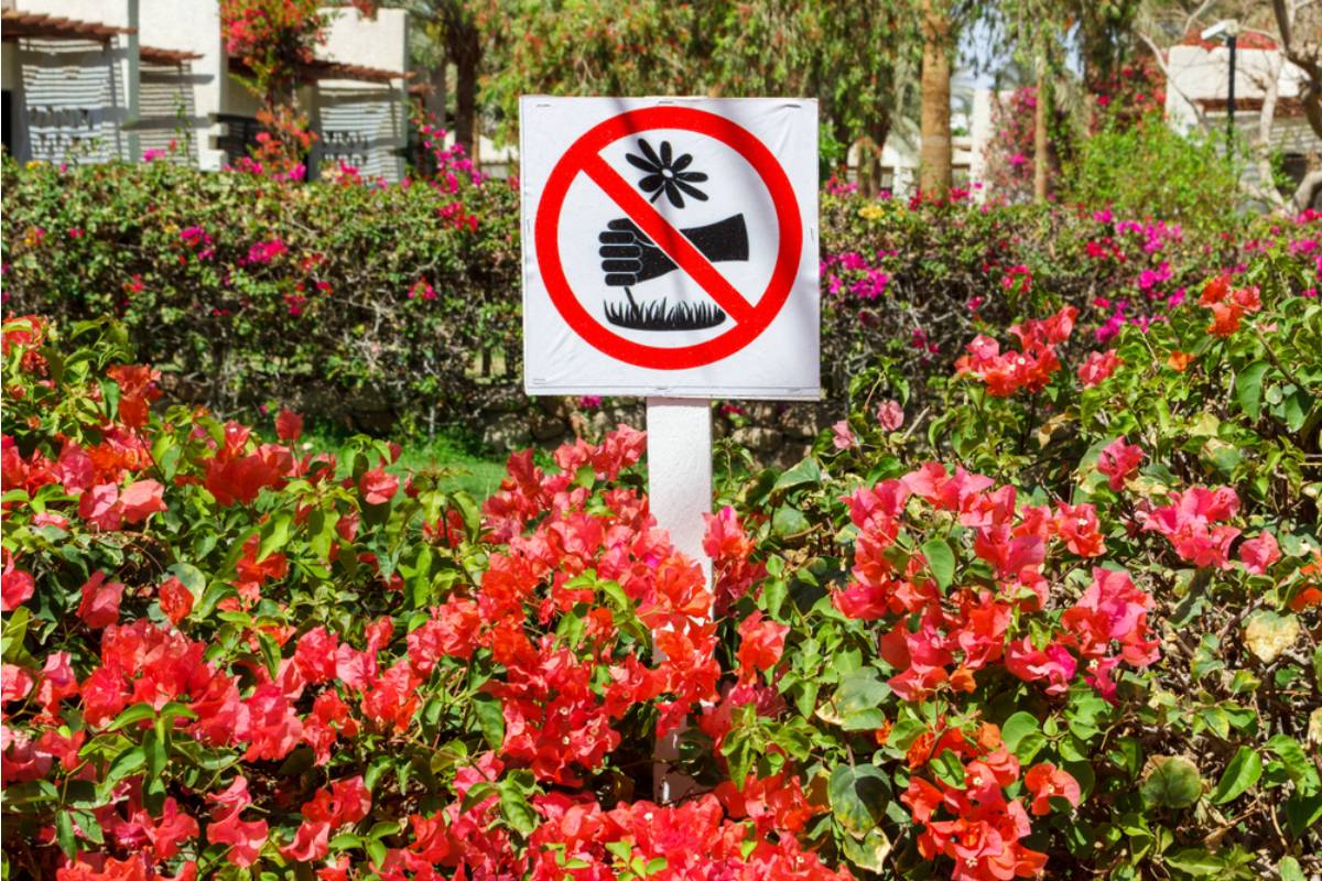 Gardener Says She Put Up a Sign Asking People Not to Touch Her Plants, Now Neighbors Say She’s Taking Gardening Too Seriously