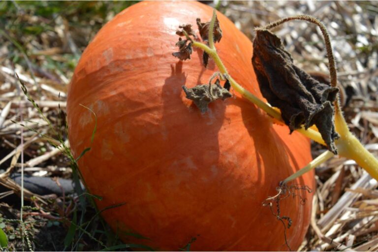 Gardener Says She Spent Months Growing a Pumpkin for the County Fair, Then a Neighbor's Kids Used It for Target Practice the Week Before Judging