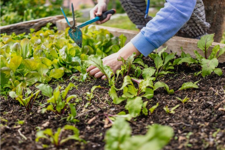 Gardener Says She Spent Two Seasons Perfecting Her Raised Bed Layout, Then Her Landlord Told Her to Remove All of It Before the Lease Renewal, "He Said It Was Unauthorized"
