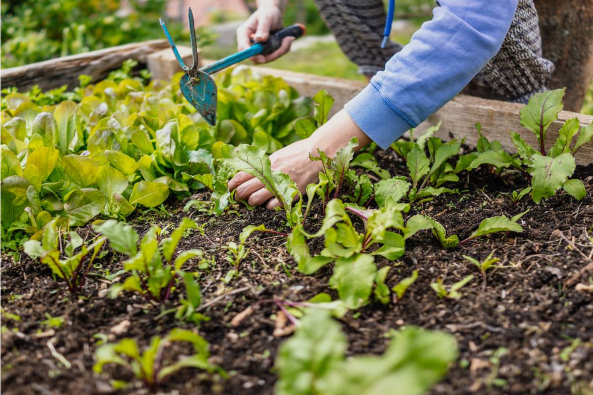Gardener Says She Spent Two Seasons Perfecting Her Raised Bed Layout, Then Her Landlord Told Her to Remove All of It Before the Lease Renewal, "He Said It Was Unauthorized"