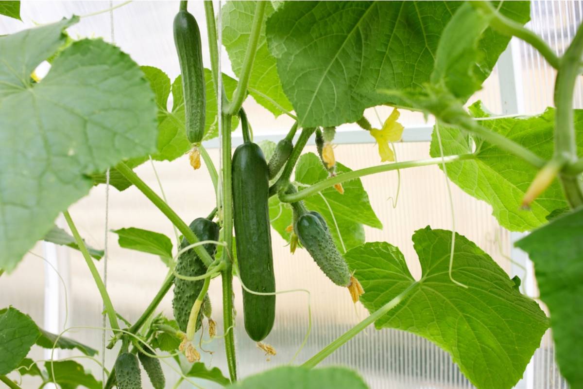 Gardener Says She Spent the Season Training Her Cucumbers Up a Custom Arch, Then a Neighbor's Storm Cleanup Crew Tore It Down Thinking It Was Debris