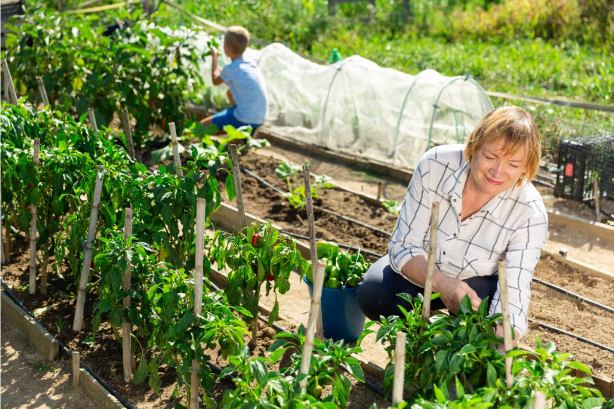 Gardener Says She Started Growing Extra Vegetables for the Neighborhood, Then One Person Began Taking More Than Everyone Else Combined