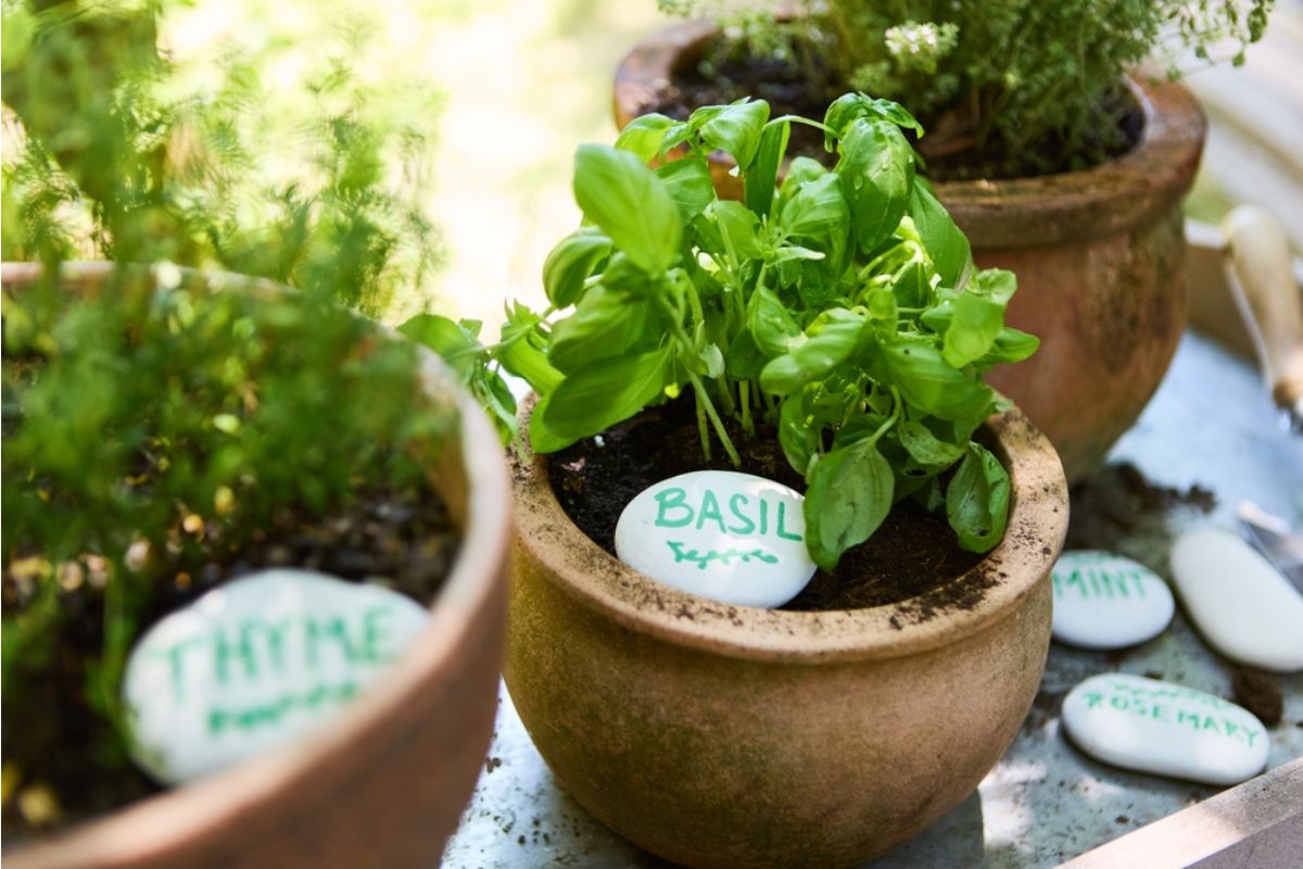 Gardener Says She Started Labeling Every Plant With Strict Rules, Now Family Members Are Ignoring Them and Accidentally Ruining Growth