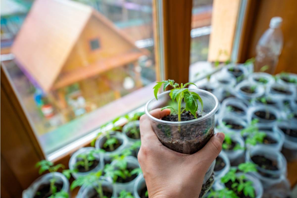 Gardener Says She Started Leaving Extra Seedlings on Her Porch for Free Every Spring, Then One Neighbor Started Reselling Them at the Farmers Market Without Telling Her