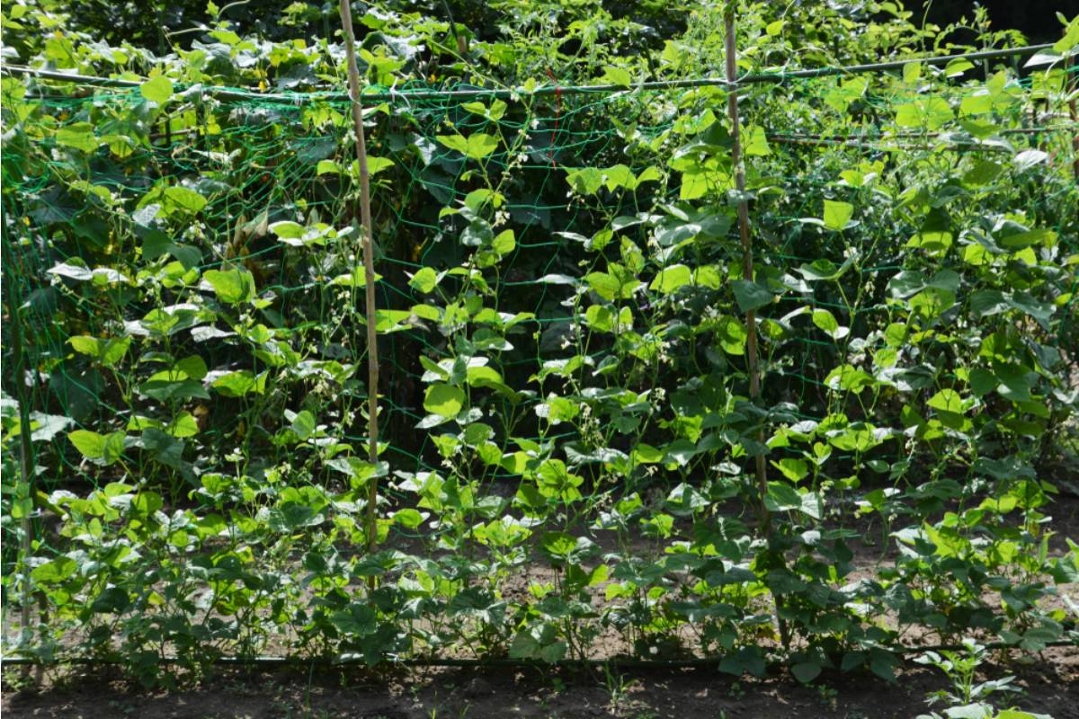 Gardener Says She Trained Her Climbing Beans Up a Trellis Facing the Street, Then a Neighbor Complained It Was Lowering the Curb Appeal of the Whole Block