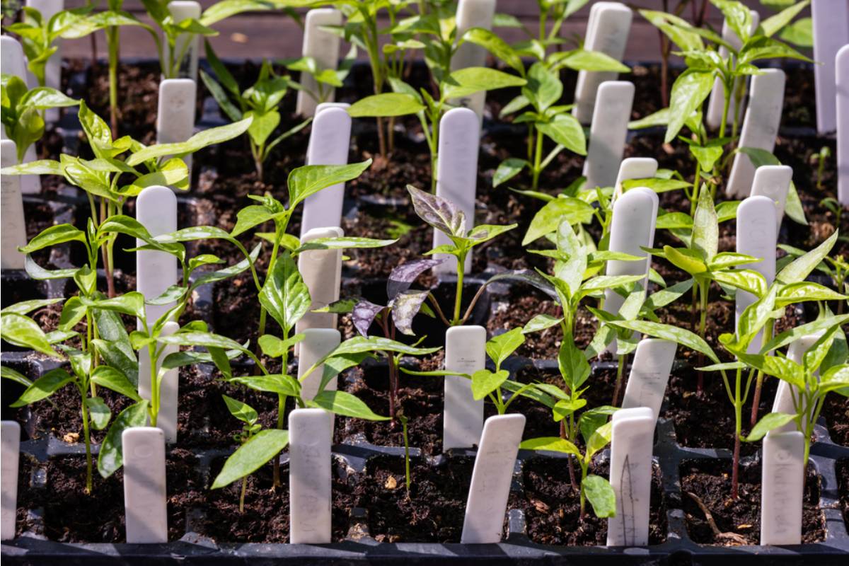Gardener Says She's Been Growing the Same Heirloom Pepper Variety for a Decade, Then Found Out Her Neighbor Has Been Selling Seeds From It Online as Her Own