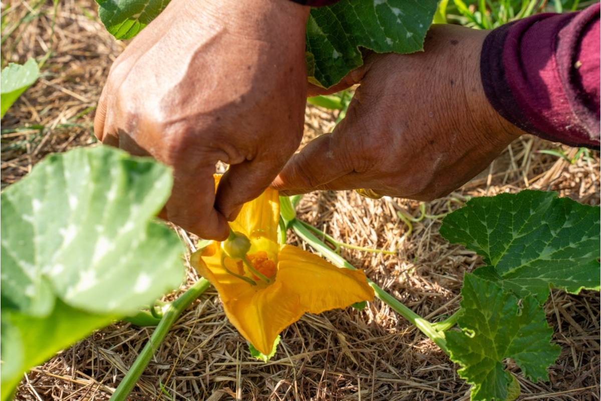 Gardener Says She's Been Hand-Pollinating Her Squash Every Morning Since the Bees Disappeared From Her Yard, Now Neighbors Want to Know What She's Doing Differently