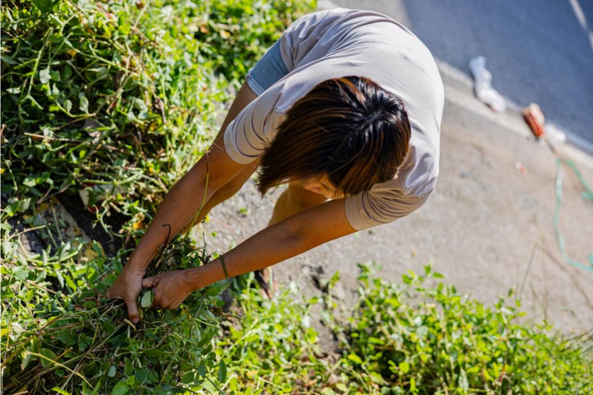 Gardener Says Someone Keeps Pulling Out Her Weeds That Are Actually Intentional Wild Plants, Now She's Left an Angry Sign and the Street Is Divided