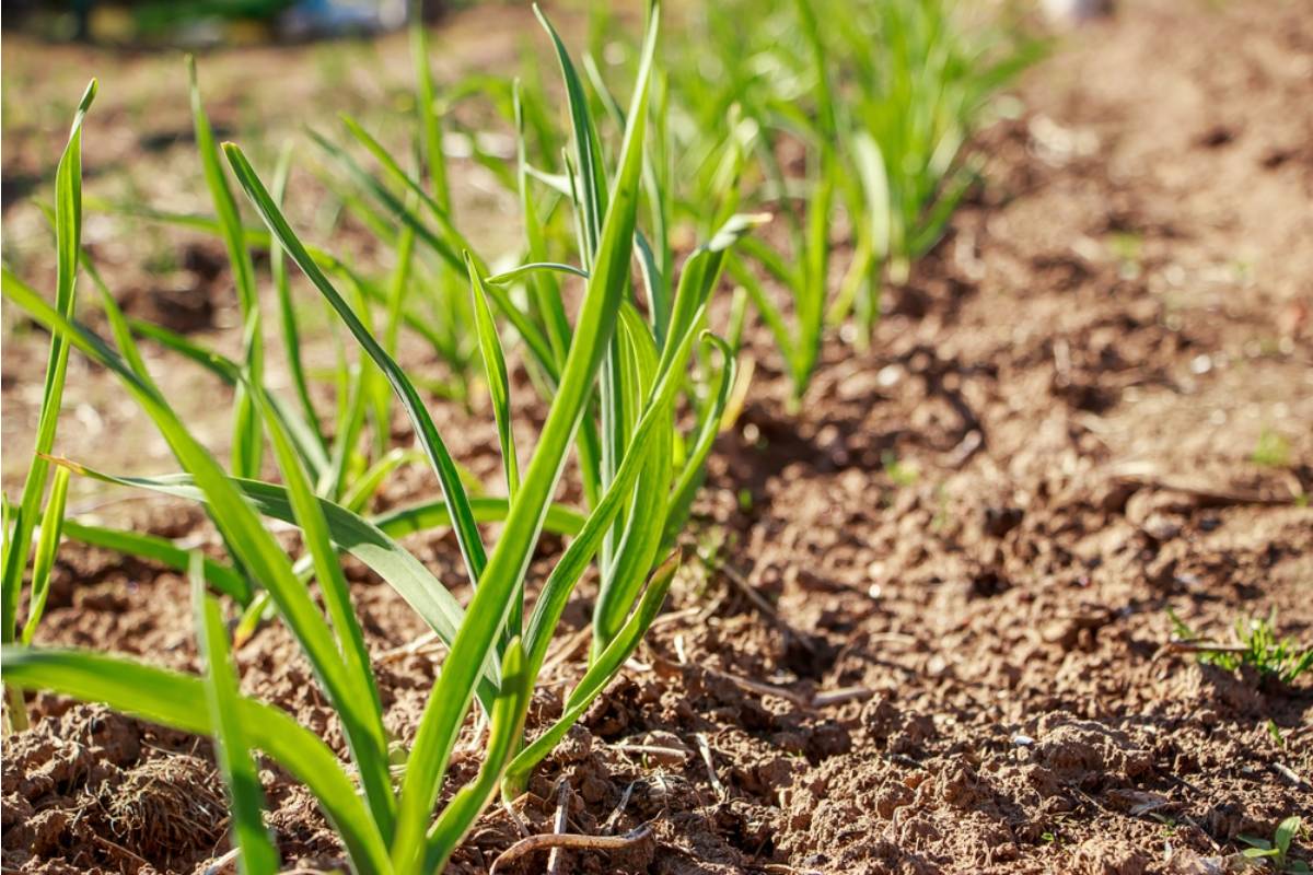 Gardener Says Someone Pulled Up Her Entire Row of Garlic Thinking It Was Overgrown Grass, Now She's Posted Signs and the Neighborhood Is Arguing Online