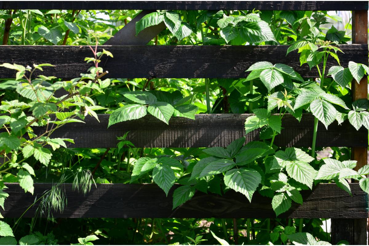Gardener Says a Neighbor Accused Her of Deliberately Growing Tall Plants to Spy Over the Fence, She Said My Sunflowers Were Watching Her