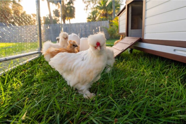 Gardener Says a Neighbor Called the City on Her Backyard Chickens, Claiming the Smell Was Affecting His Garden, Now She's Asking Other Growers if That's Even Possible