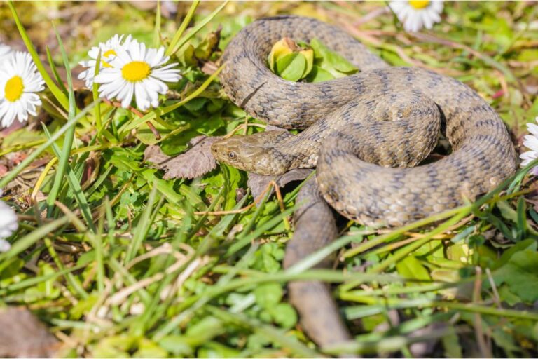 Gardener Says a Neighbor Insisted Her Wildflower Patch Was Attracting Snakes, Now Animal Control Has Been Called Twice and She's Refusing to Tear It Out