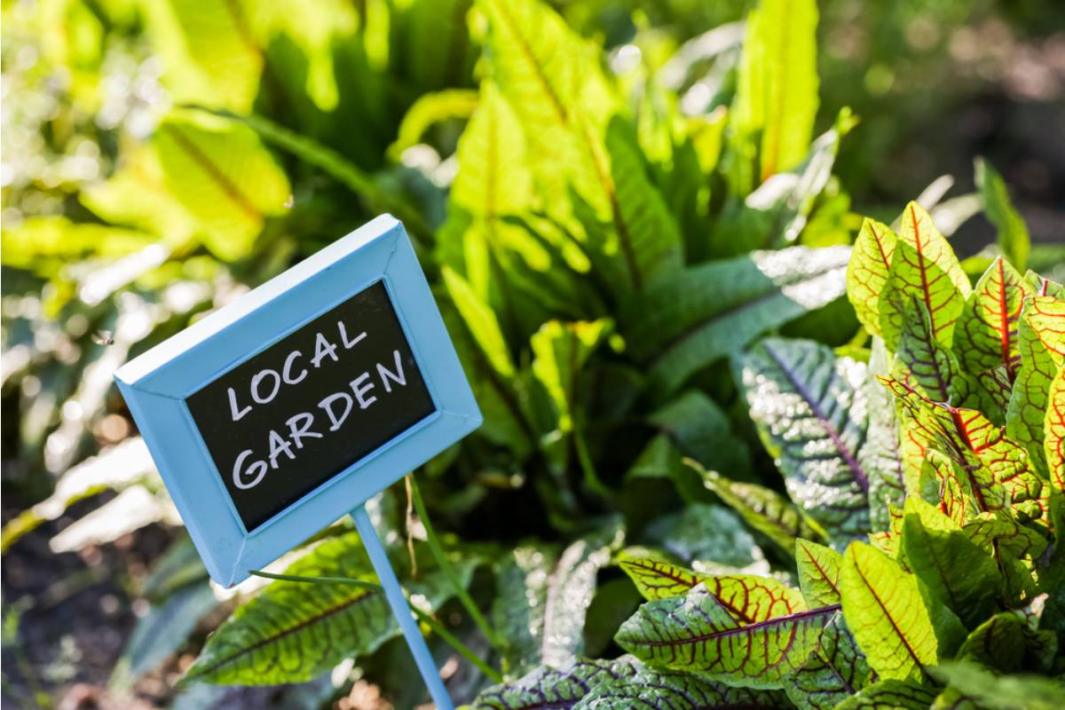 Gardener Says a Neighbor Keeps Entering a Local Garden Contest Using Photos of Her Yard Instead of His Own