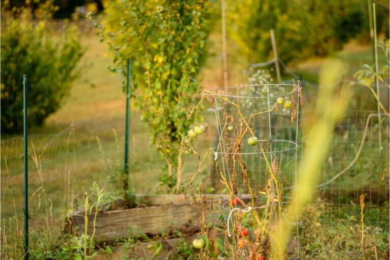 Gardener Says a Neighbor Keeps Insisting Her Tomato Cages Are an Eyesore Visible From the Street, Now She's Painting Them Bright Colors Out of Spite
