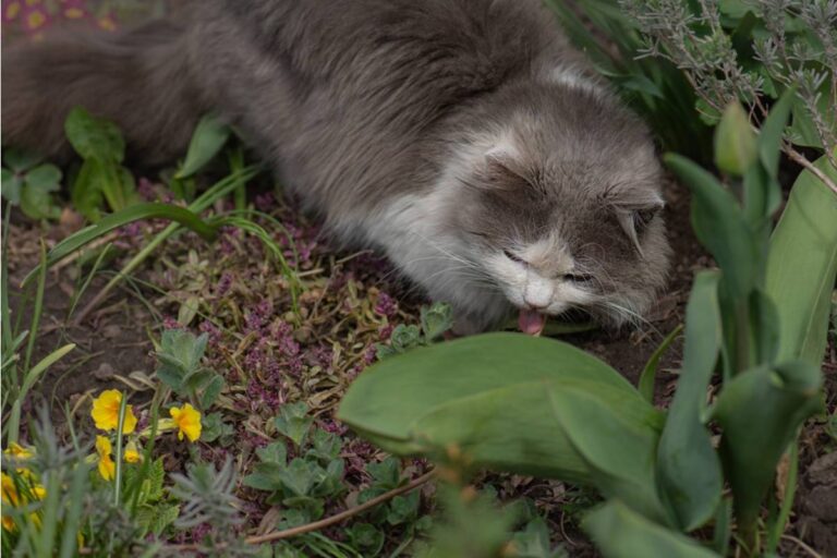 Gardener Says a Neighbor Keeps Letting His Cat Use Her Freshly Tilled Soil as a Bathroom Every Morning, Now She's Lining the Beds With Chicken Wire