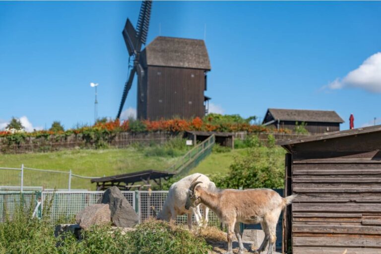 Gardener Says a Neighbor Keeps Letting His Goats Graze Right Up to the Fence Line, Now They've Eaten Through Everything She Planted This Spring