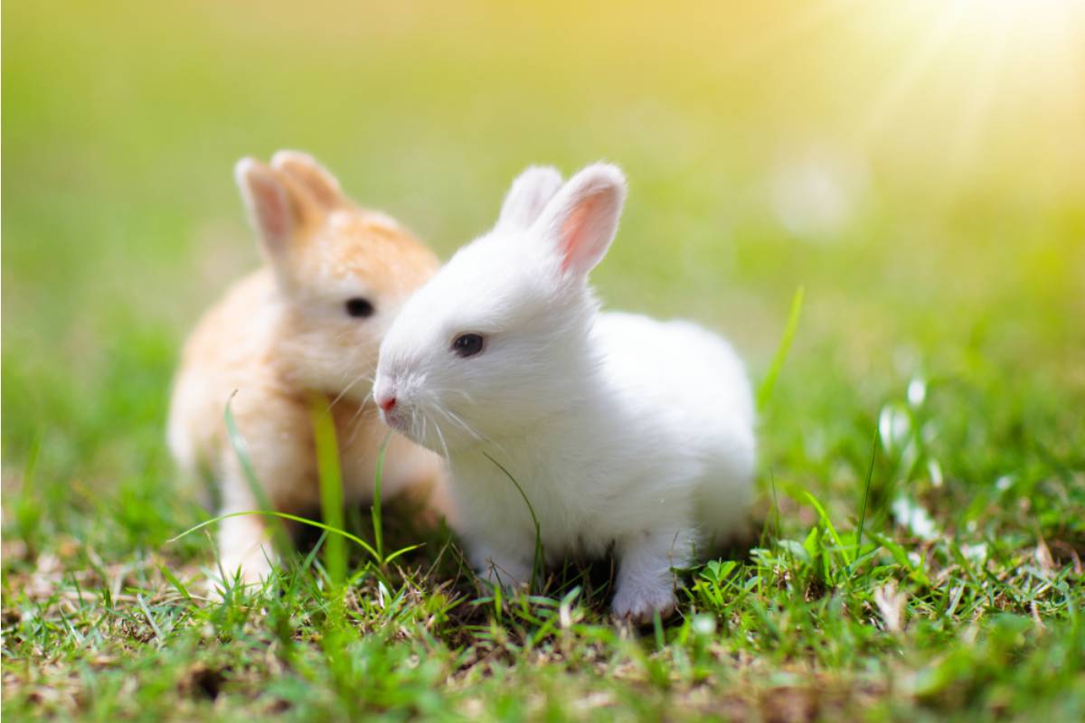 Gardener Says a Neighbor Keeps Letting His Rabbits Loose to "Naturally" Trim the Grass, Now They've Eaten Through Every Seedling She Planted This Month