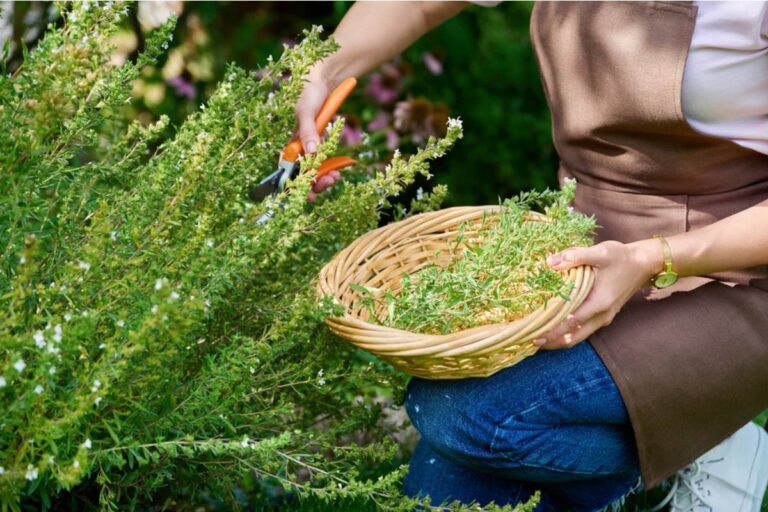 Gardener Says a Neighbor Offered to Watch Her Garden While She Was on Vacation, Then Harvested Everything Ready to Pick Before She Got Home
